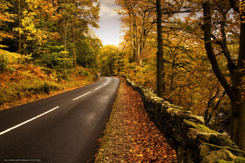 Autumn road through forest