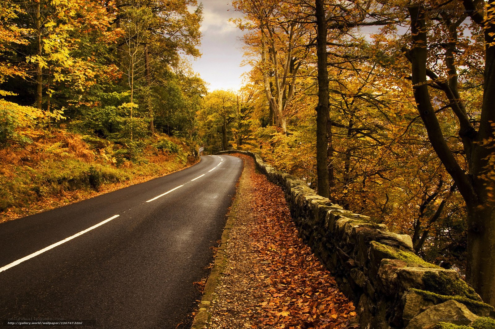 Autumn road through forest