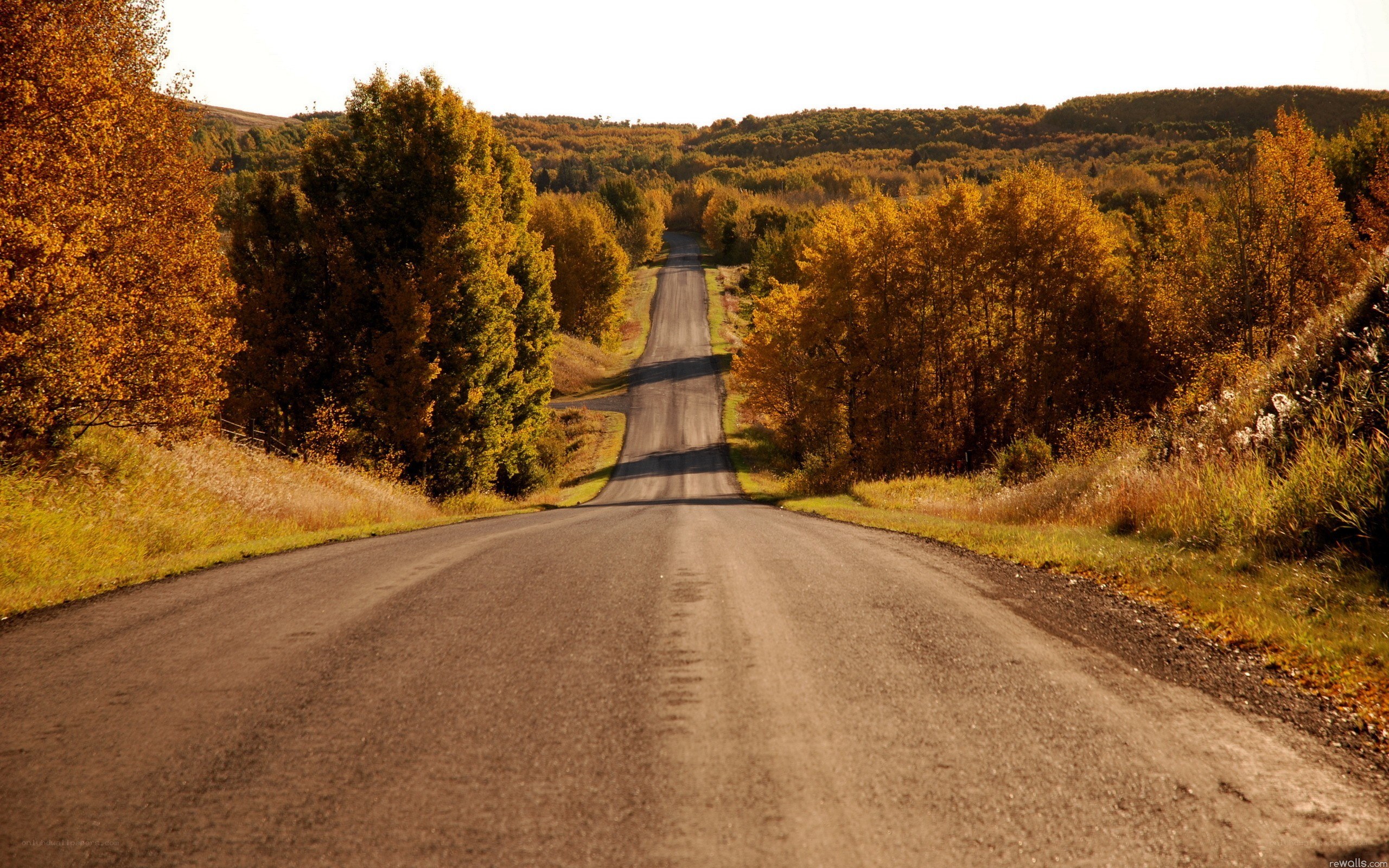 Autumn road through forest