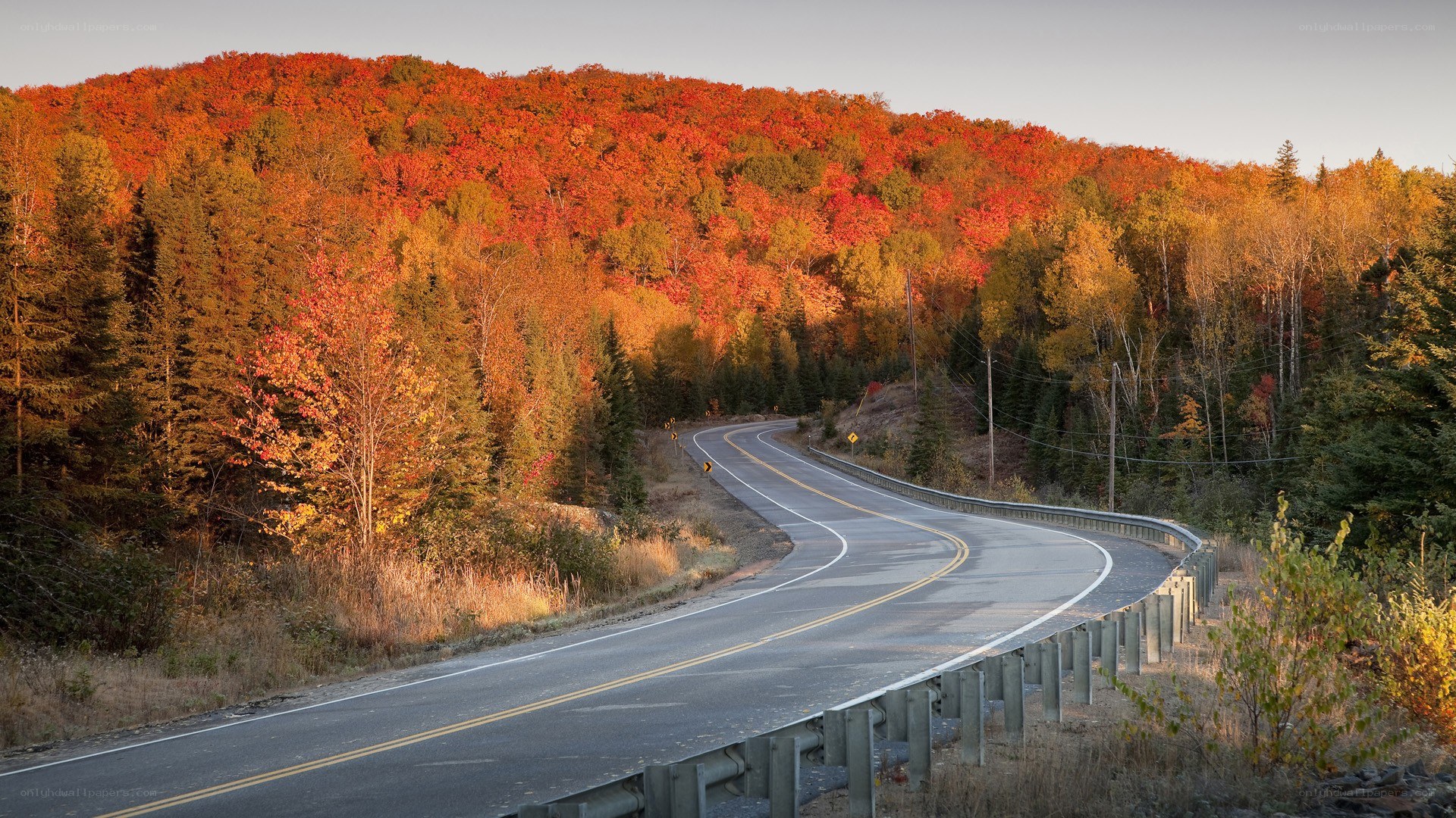 Autumn road through forest