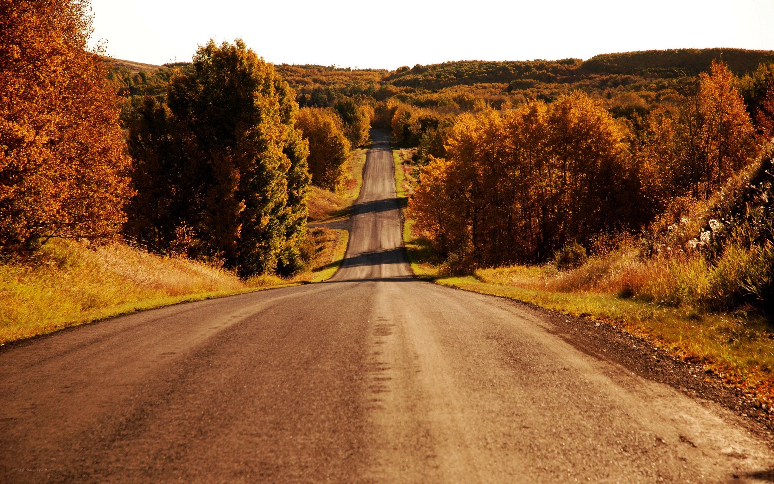 Autumn road through forest