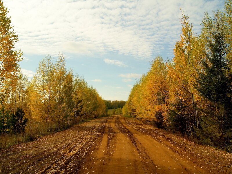 Autumn road through forest
