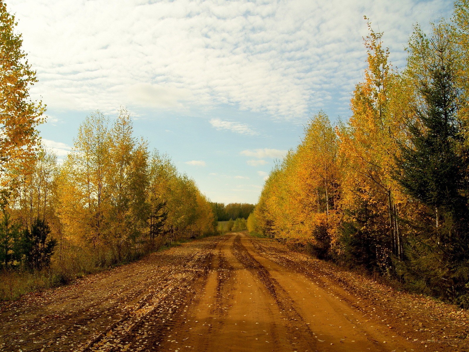 Autumn road through forest
