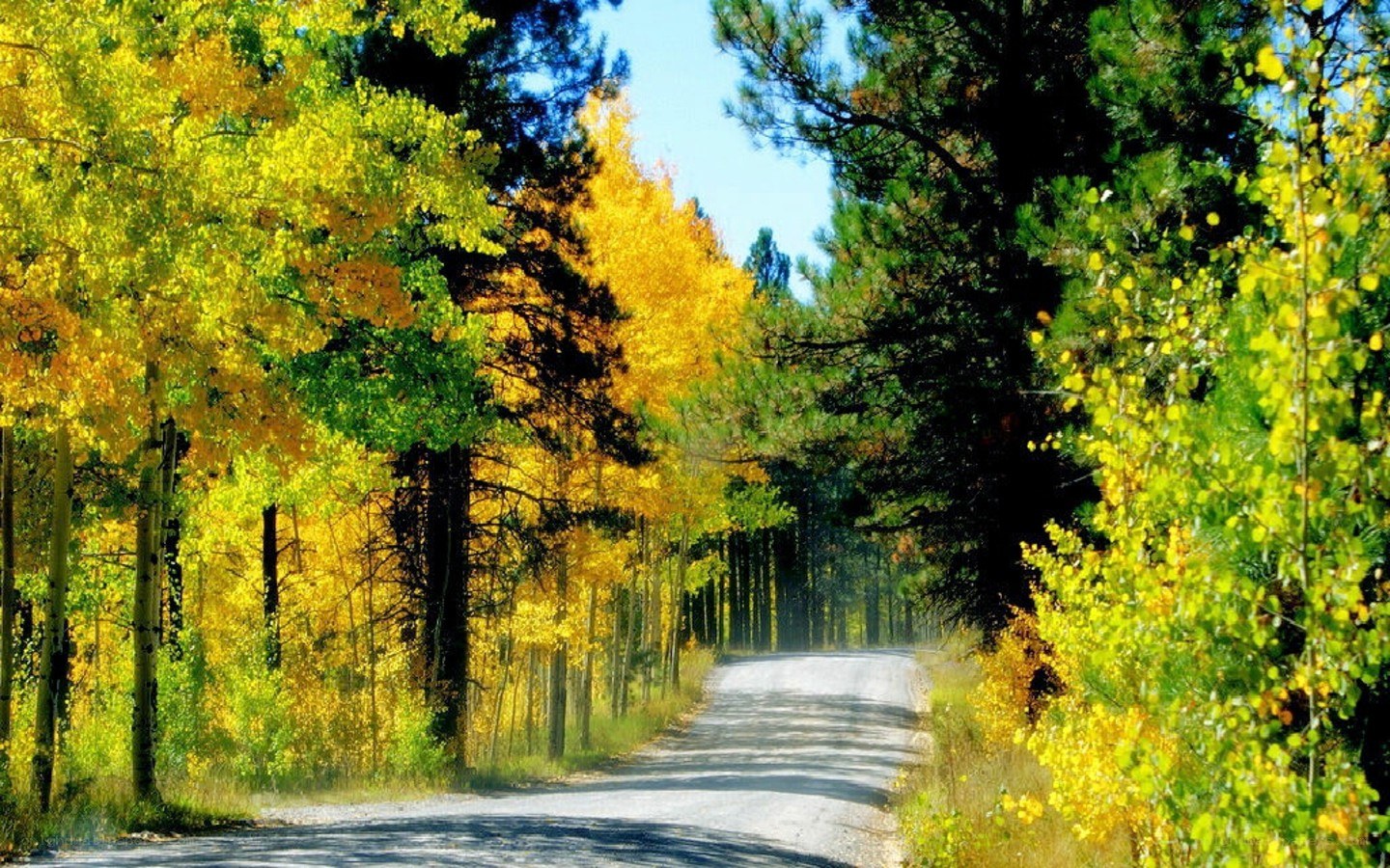 Autumn road through forest
