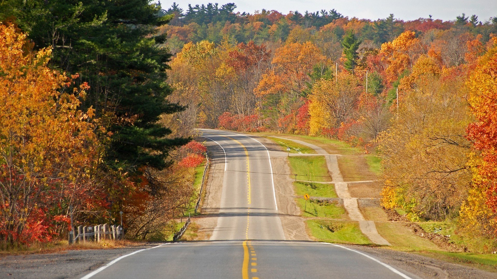 Autumn road through forest