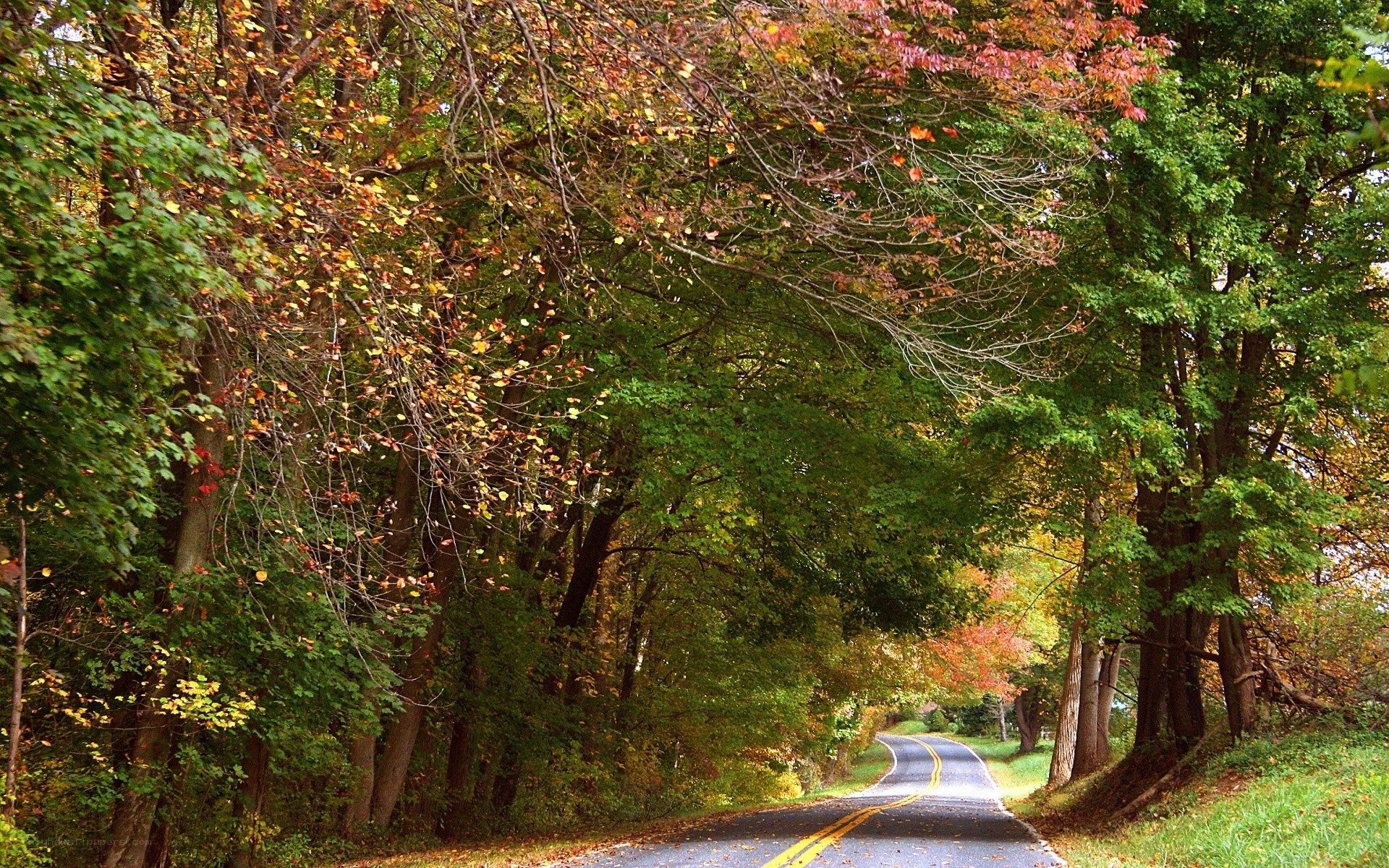 Autumn road through forest