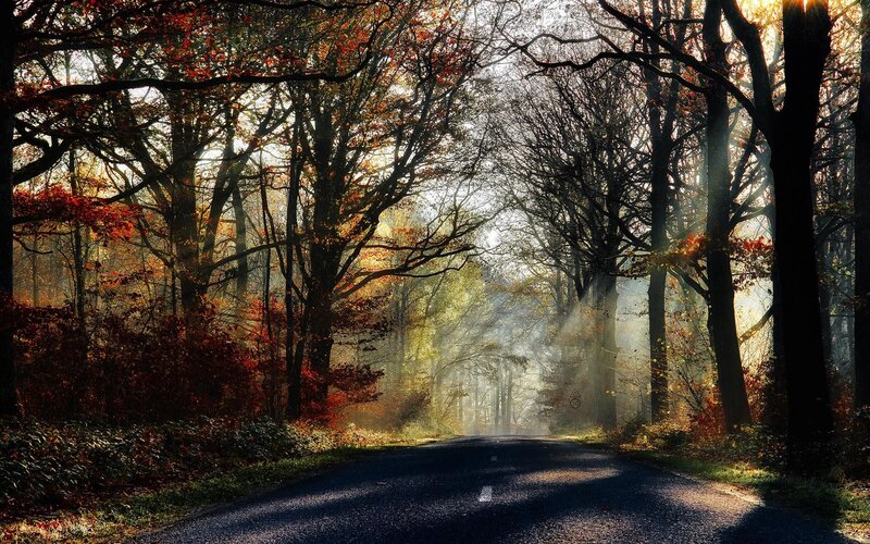 Autumn road through forest