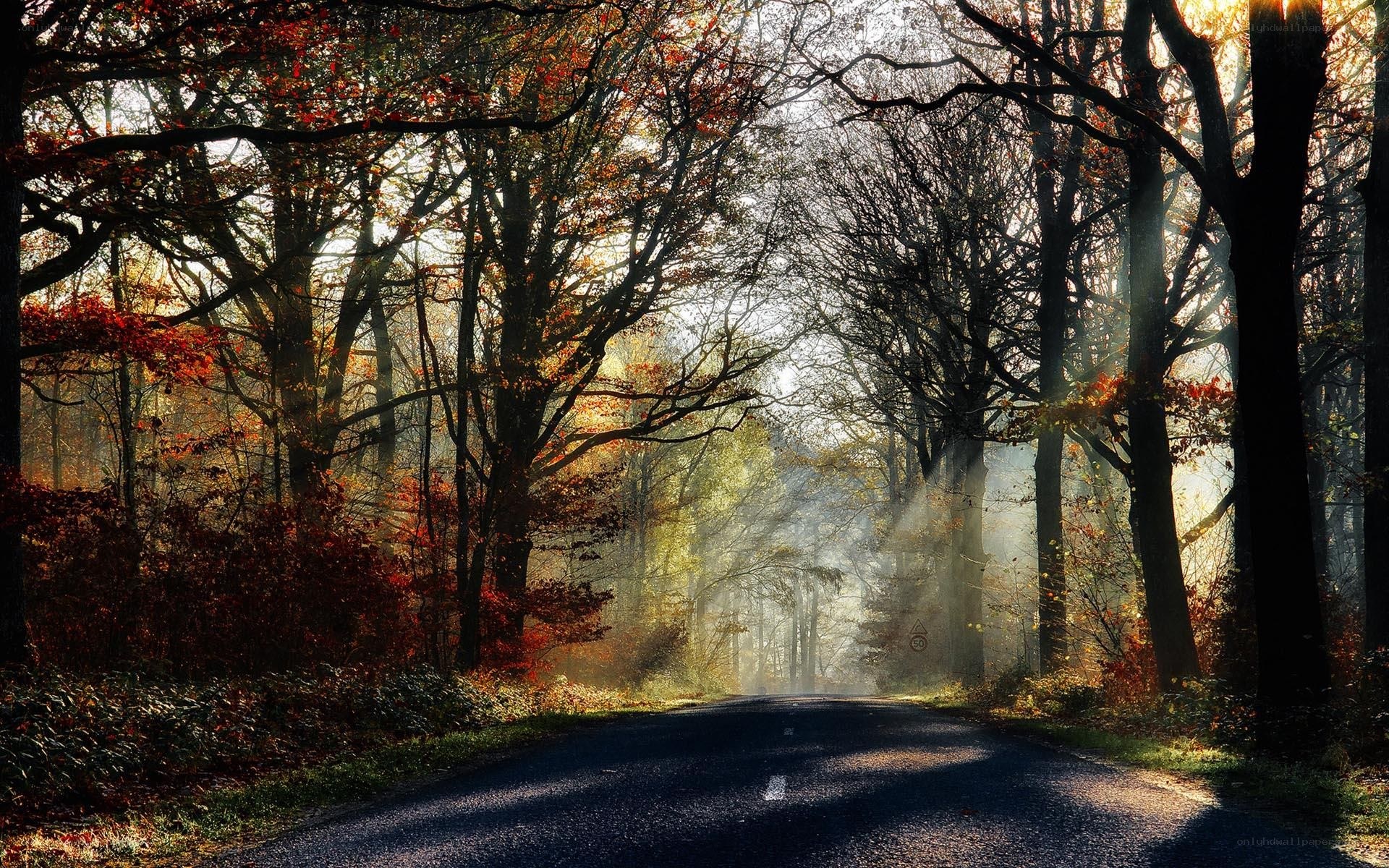 Autumn road through forest