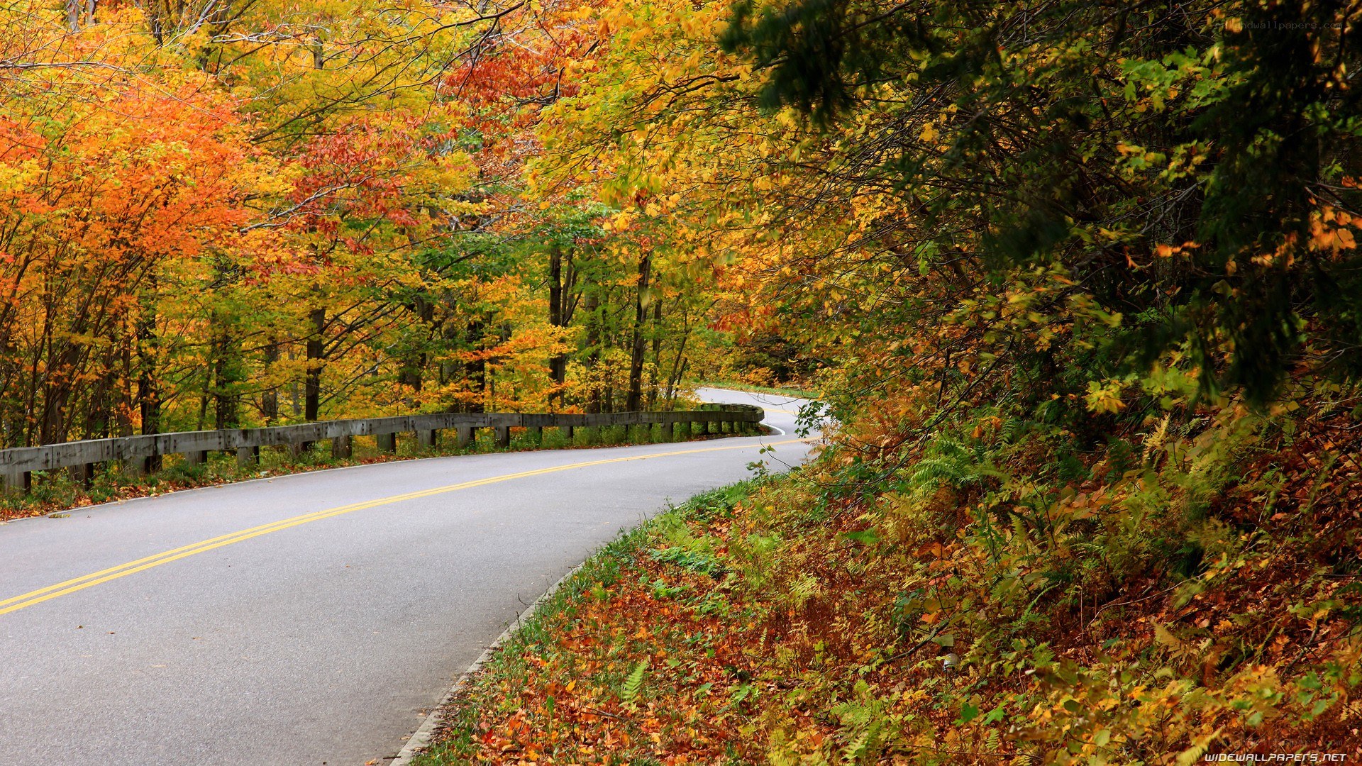 Autumn road through forest