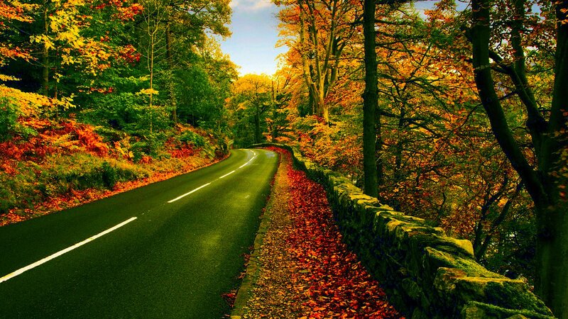 Autumn road through forest