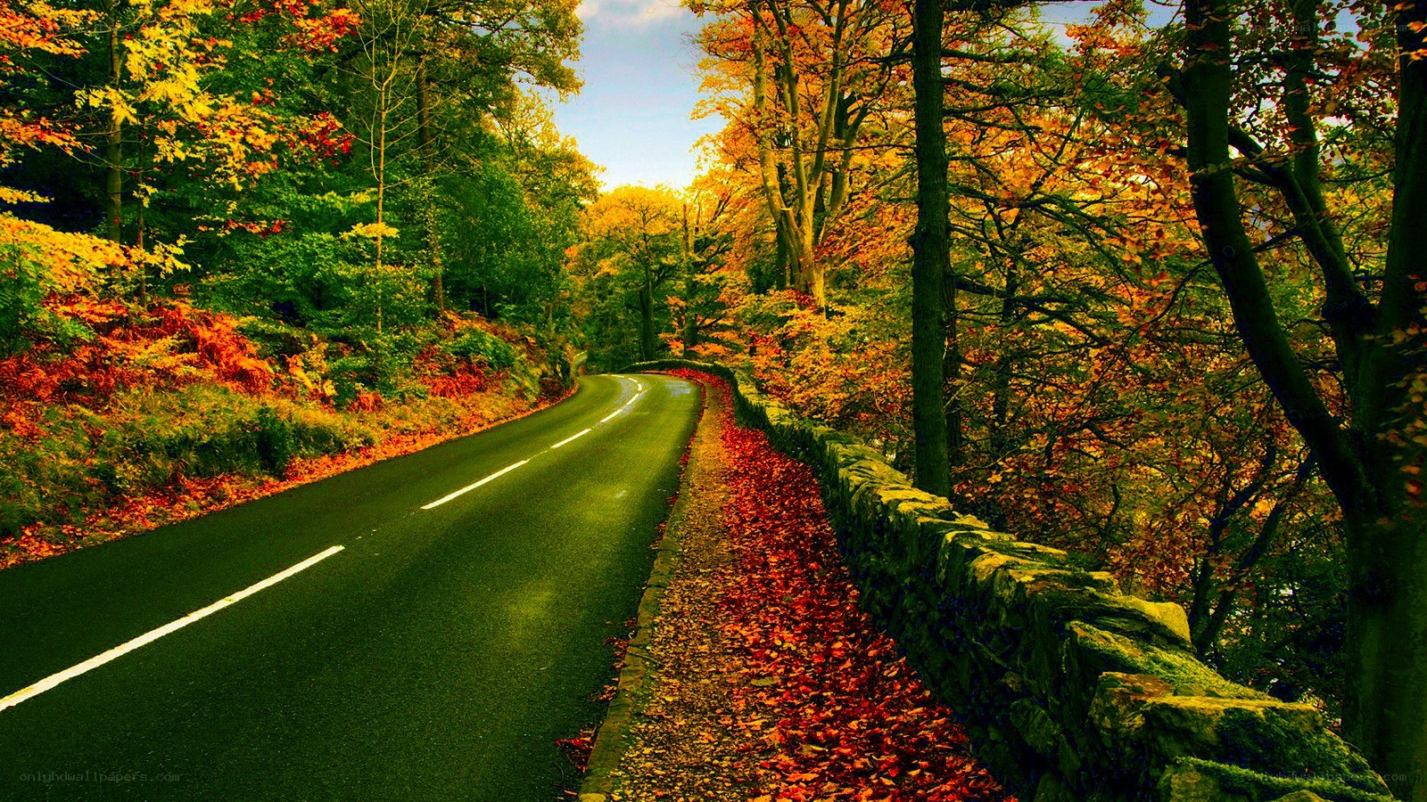 Autumn road through forest