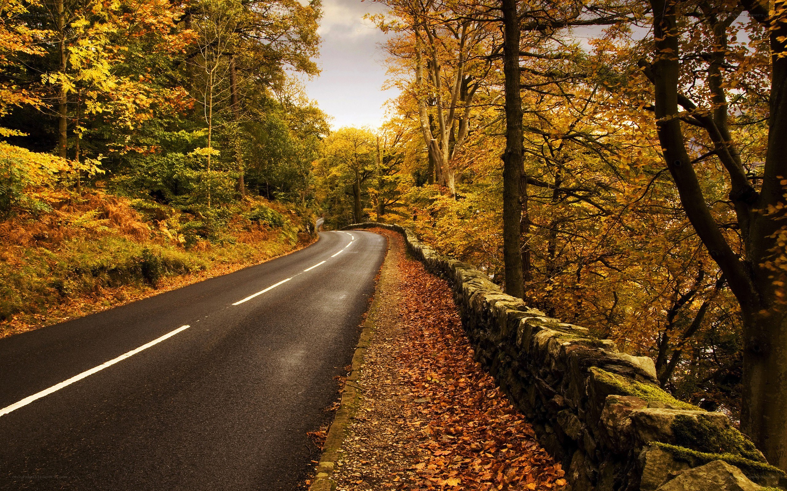 Autumn road through forest