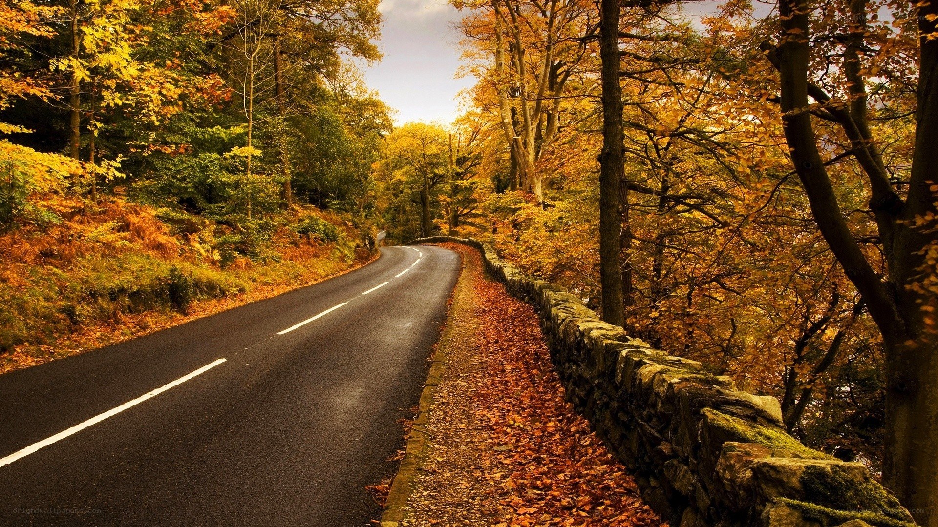 Autumn road through forest