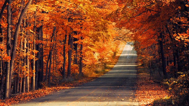 Autumn road through forest