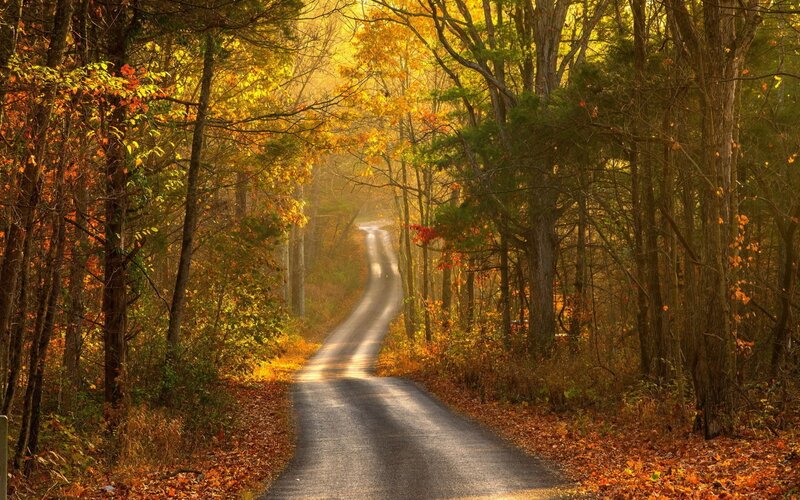 Autumn road through forest