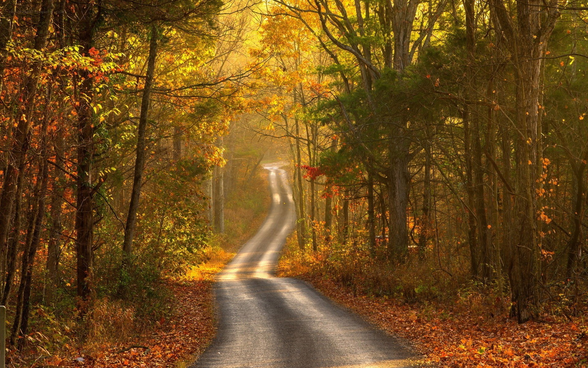 Autumn road through forest