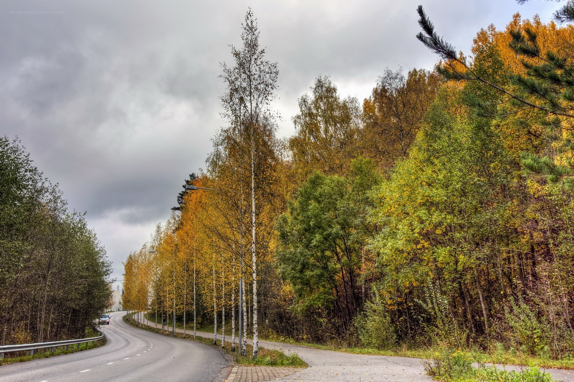 Autumn road through forest