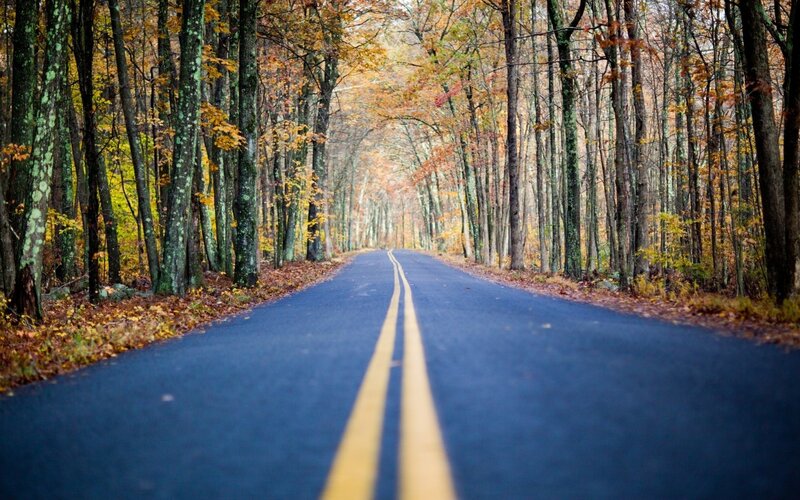 Autumn road through forest