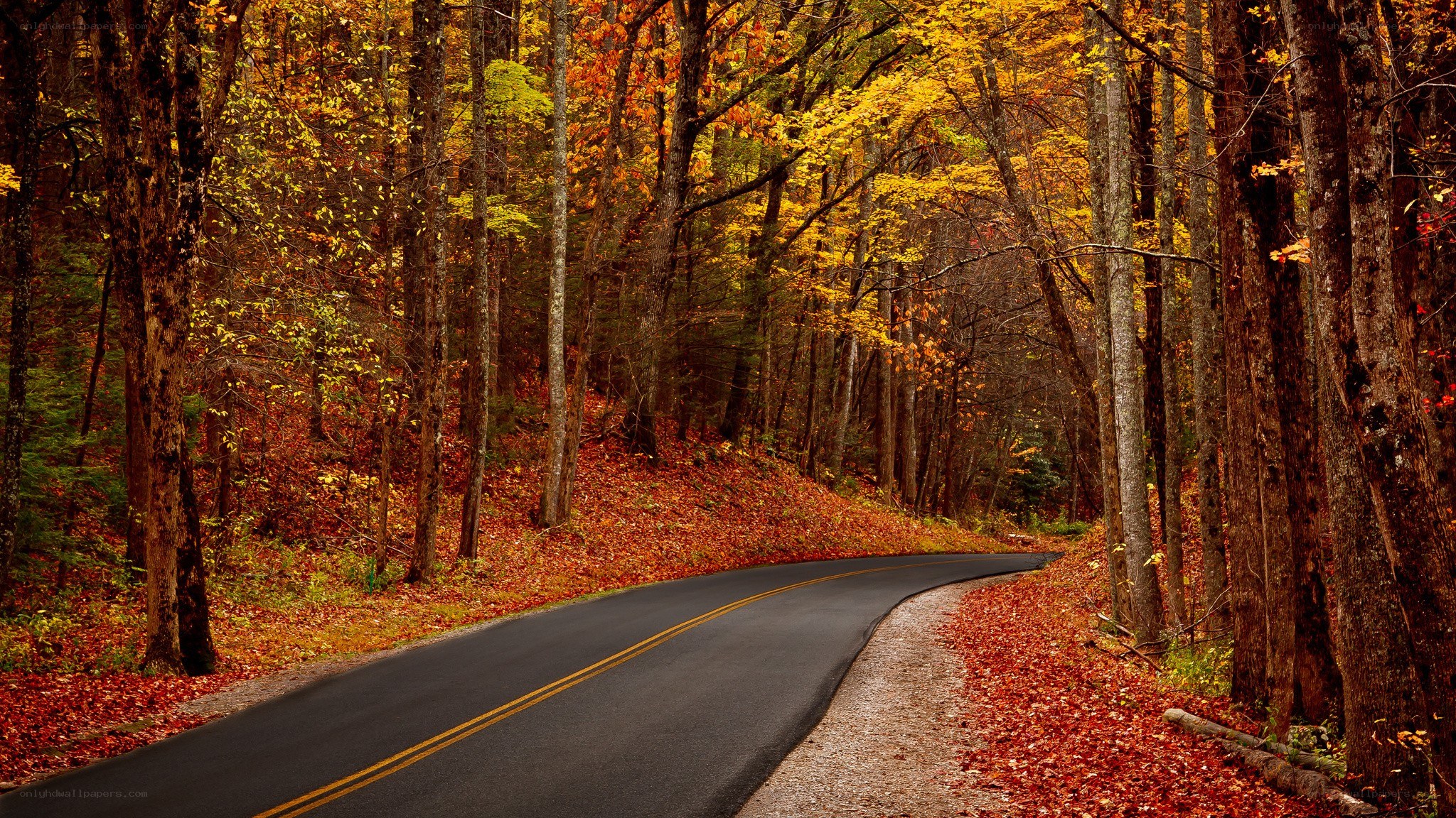 Autumn road through forest