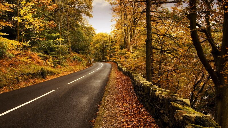 Autumn road through forest