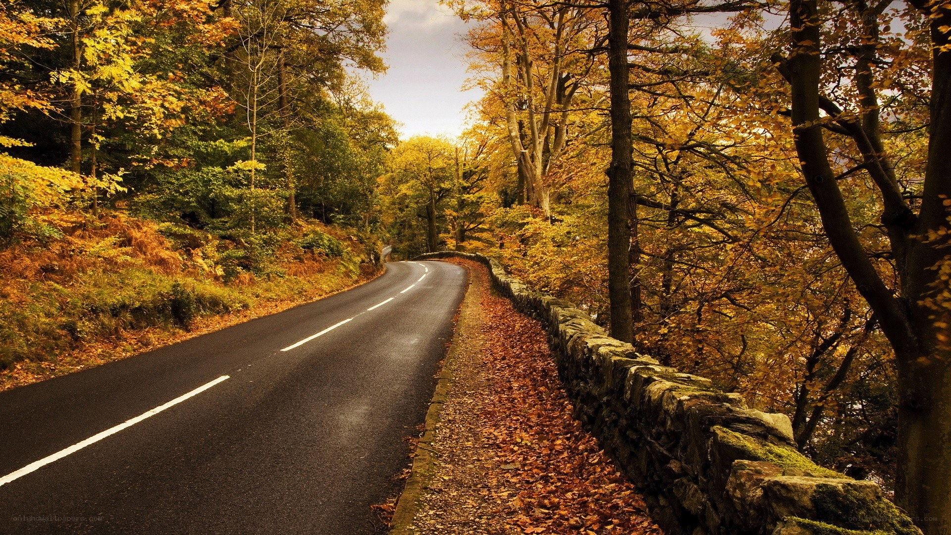 Autumn road through forest