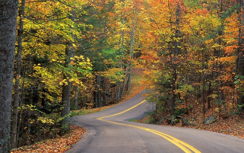 Autumn road through forest