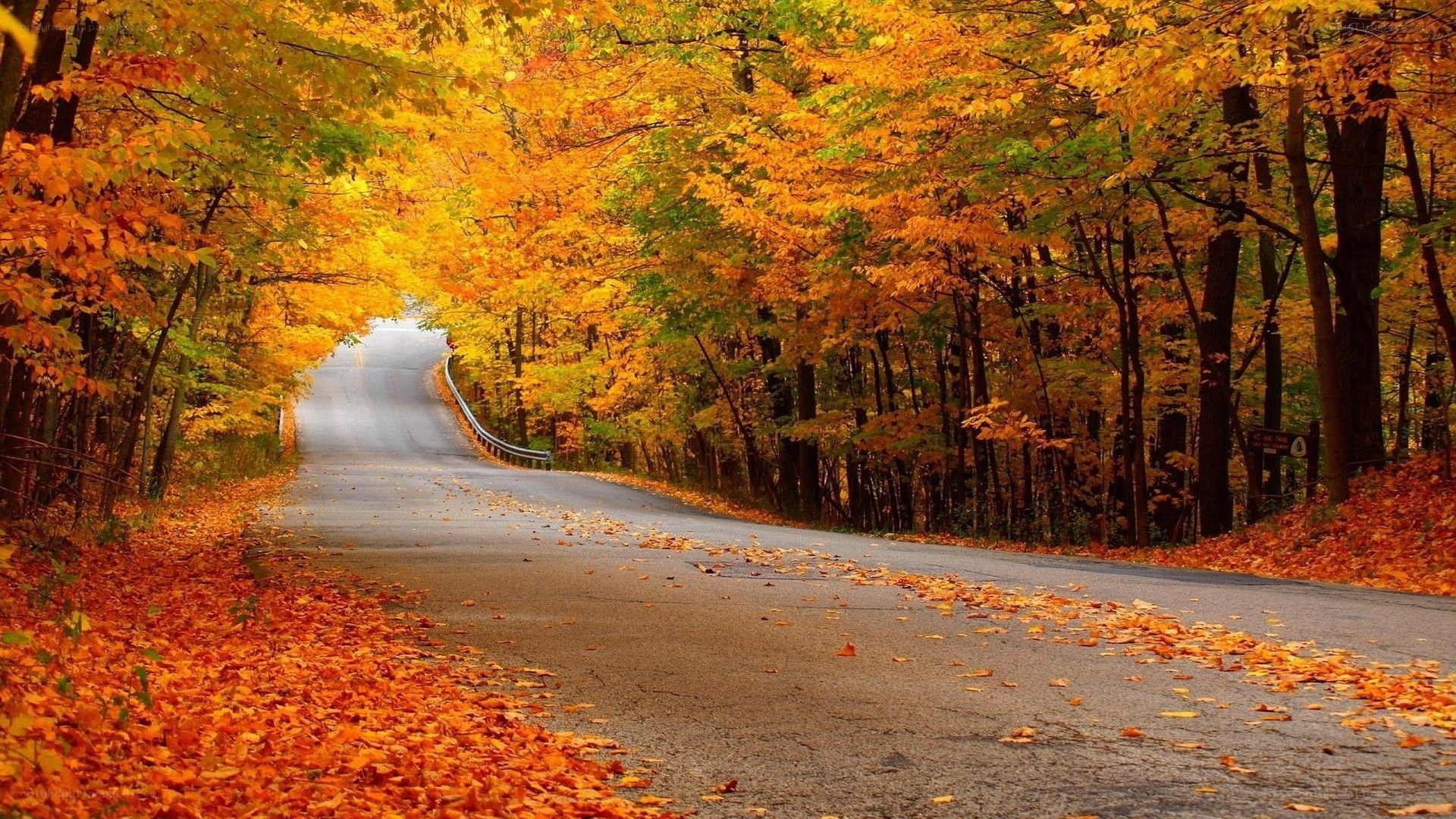 Autumn road through forest