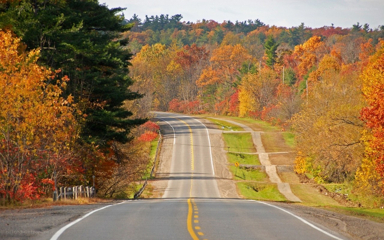 Autumn road through forest