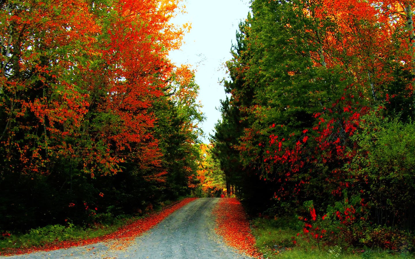 Autumn road through forest