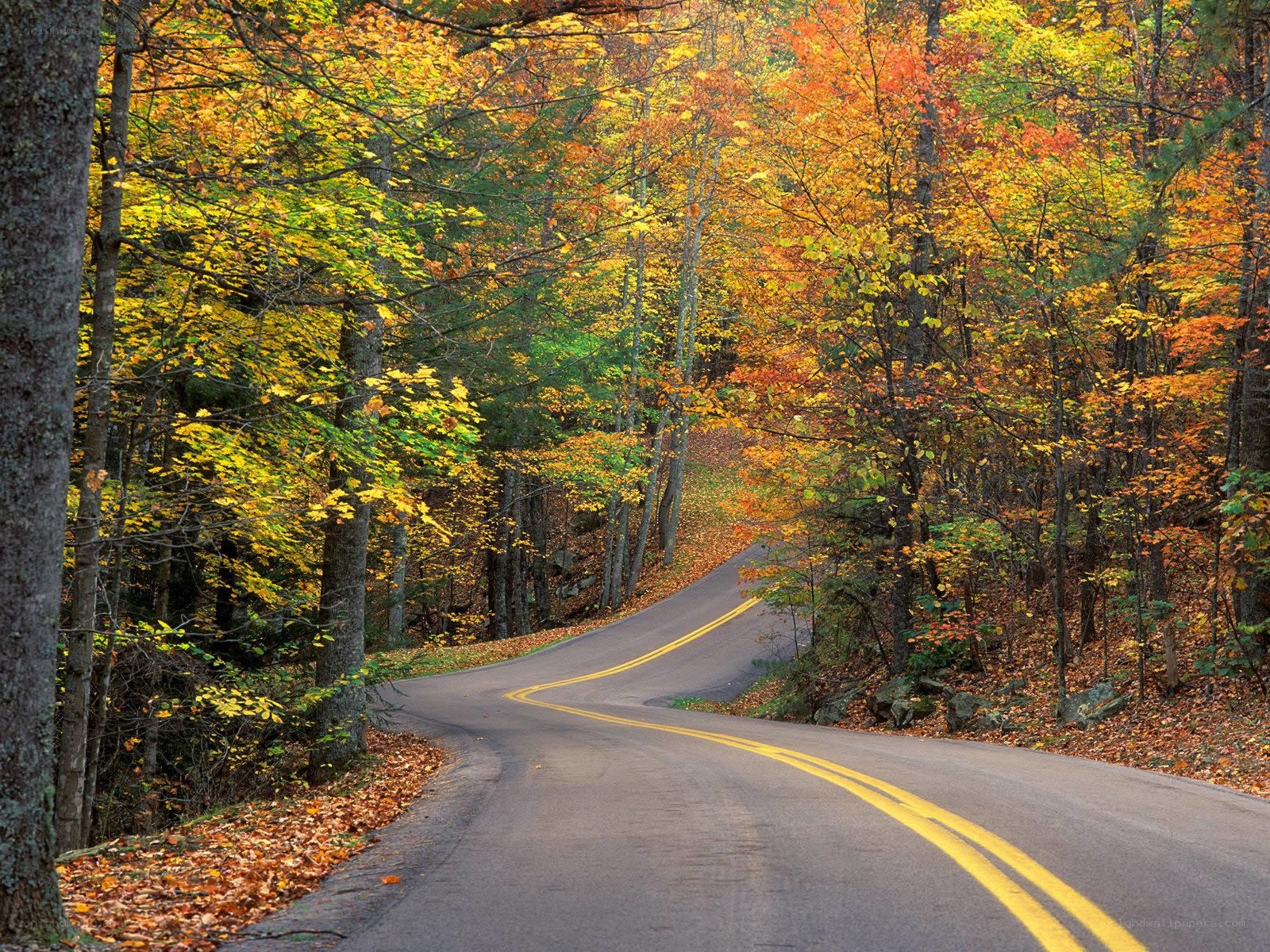 Autumn road through forest