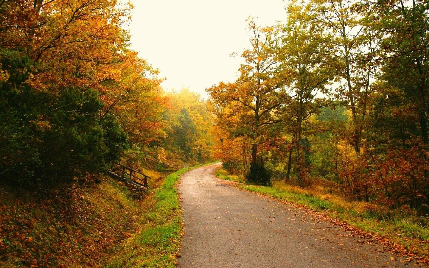 Autumn road through forest