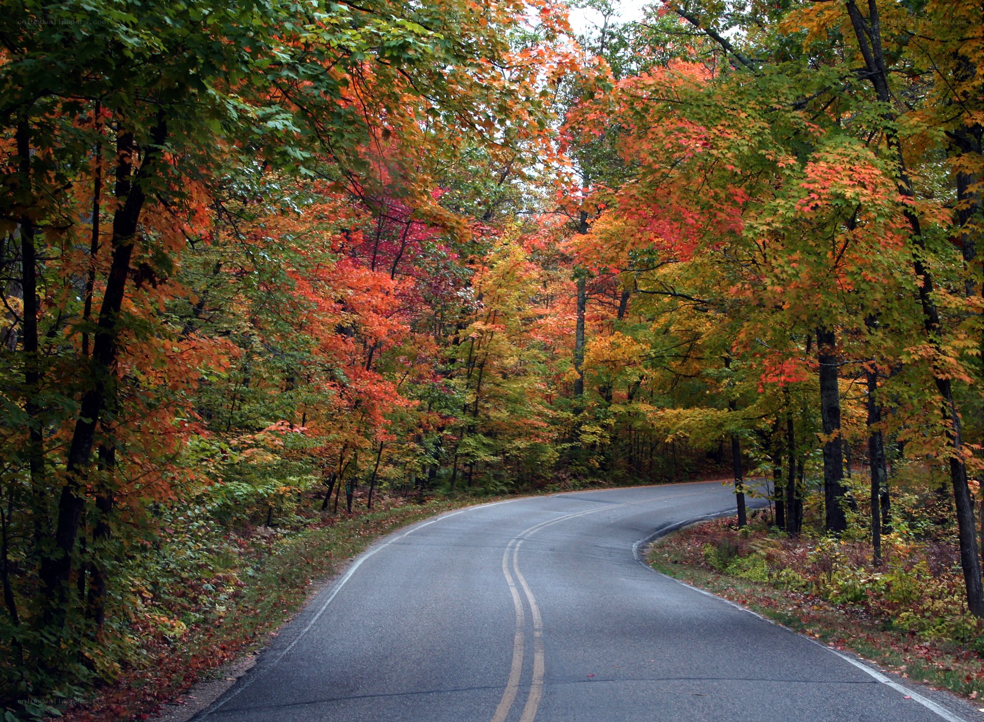 Autumn road through forest