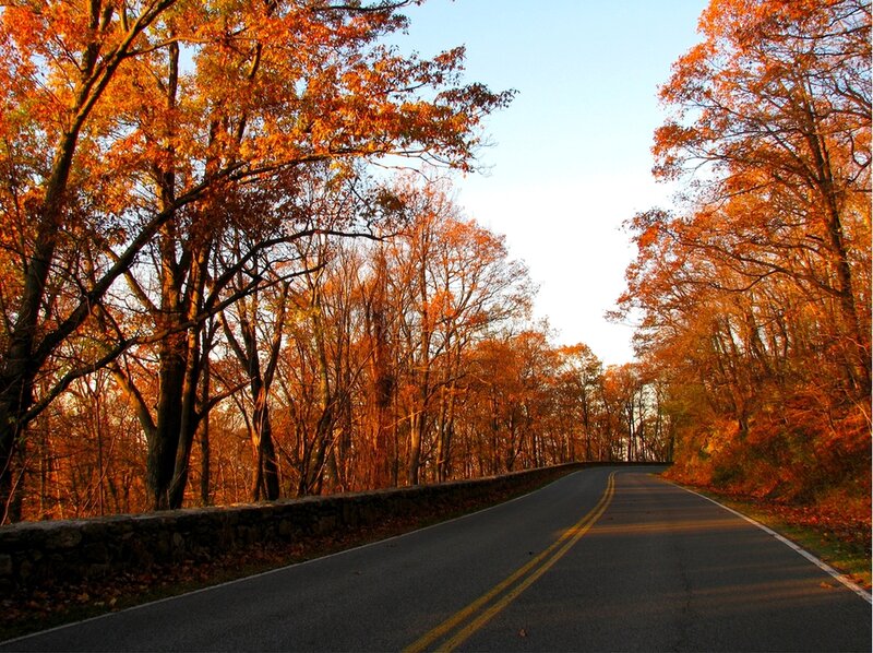 Autumn road through forest
