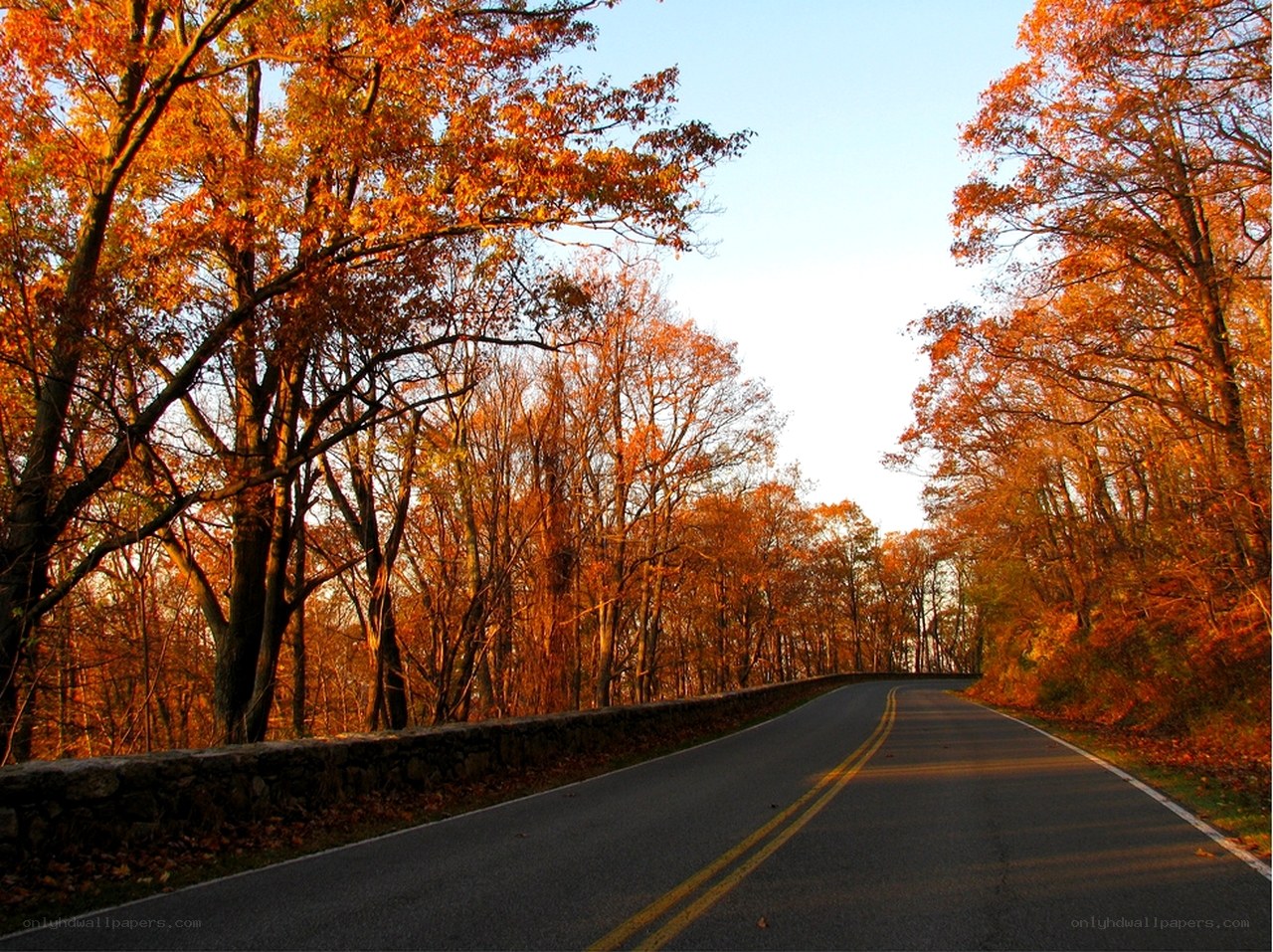 Autumn road through forest