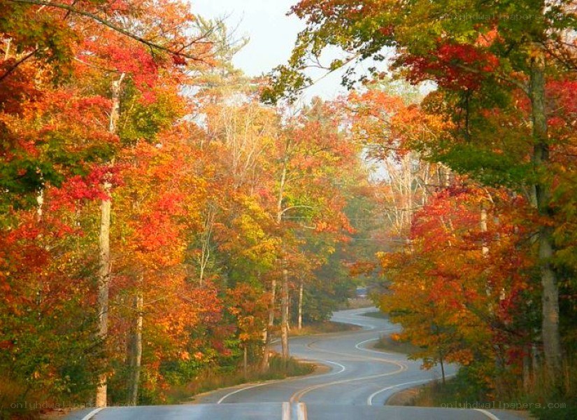 Autumn road through forest