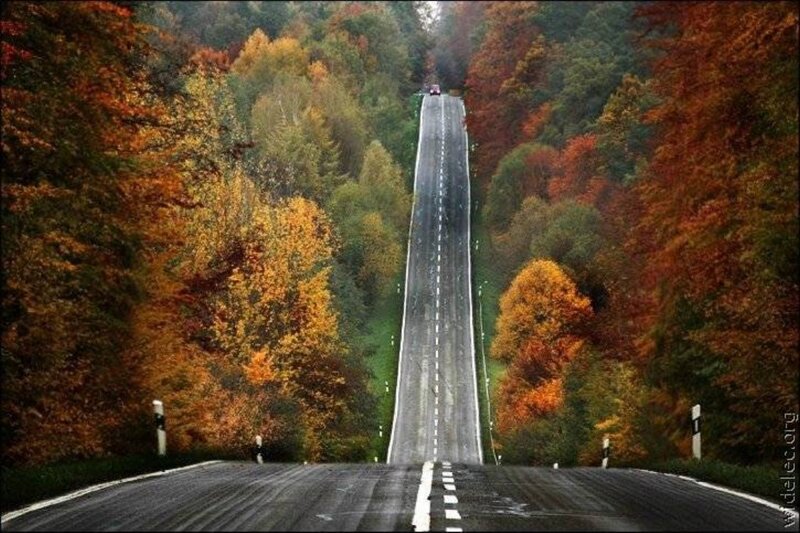Autumn road through forest