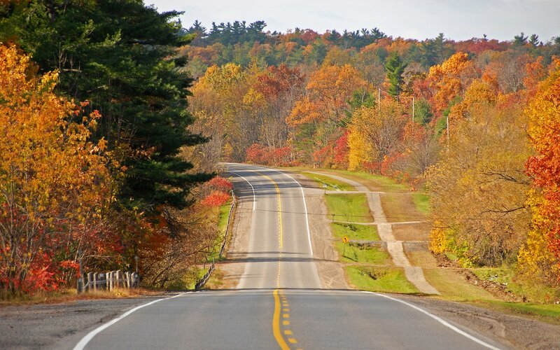 Autumn road through forest