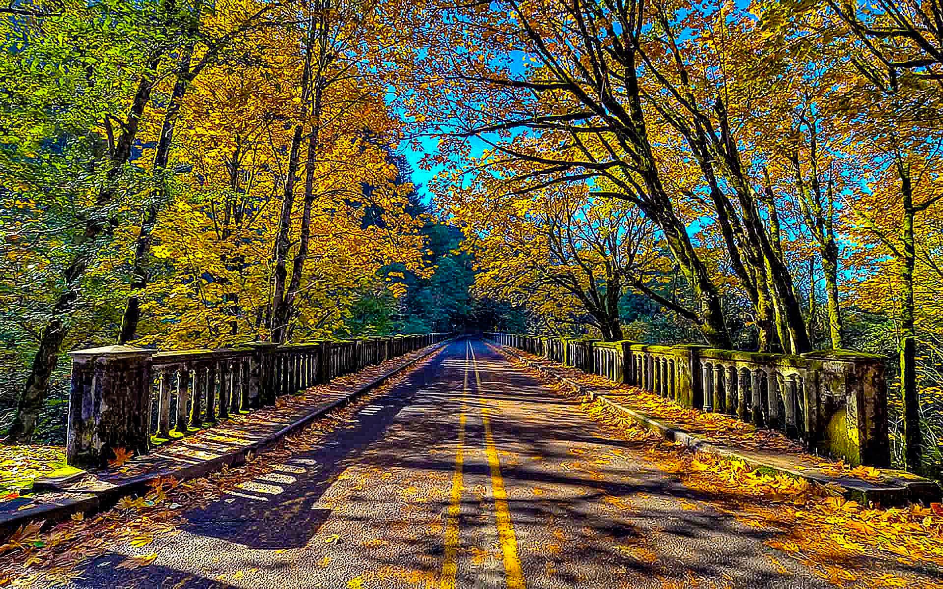Autumn road through forest