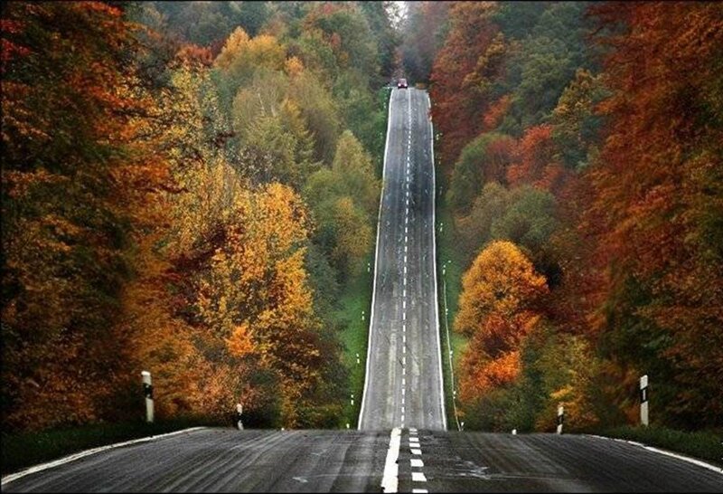 Autumn road through forest