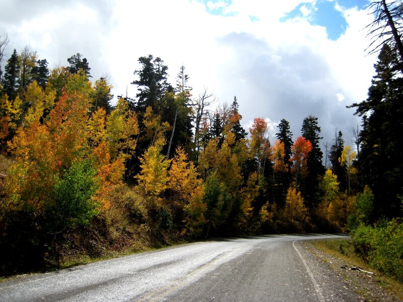 Autumn road through forest