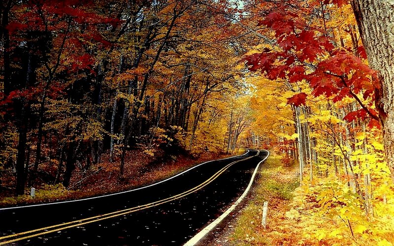 Autumn road through forest