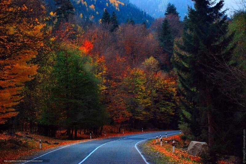 Autumn road through forest