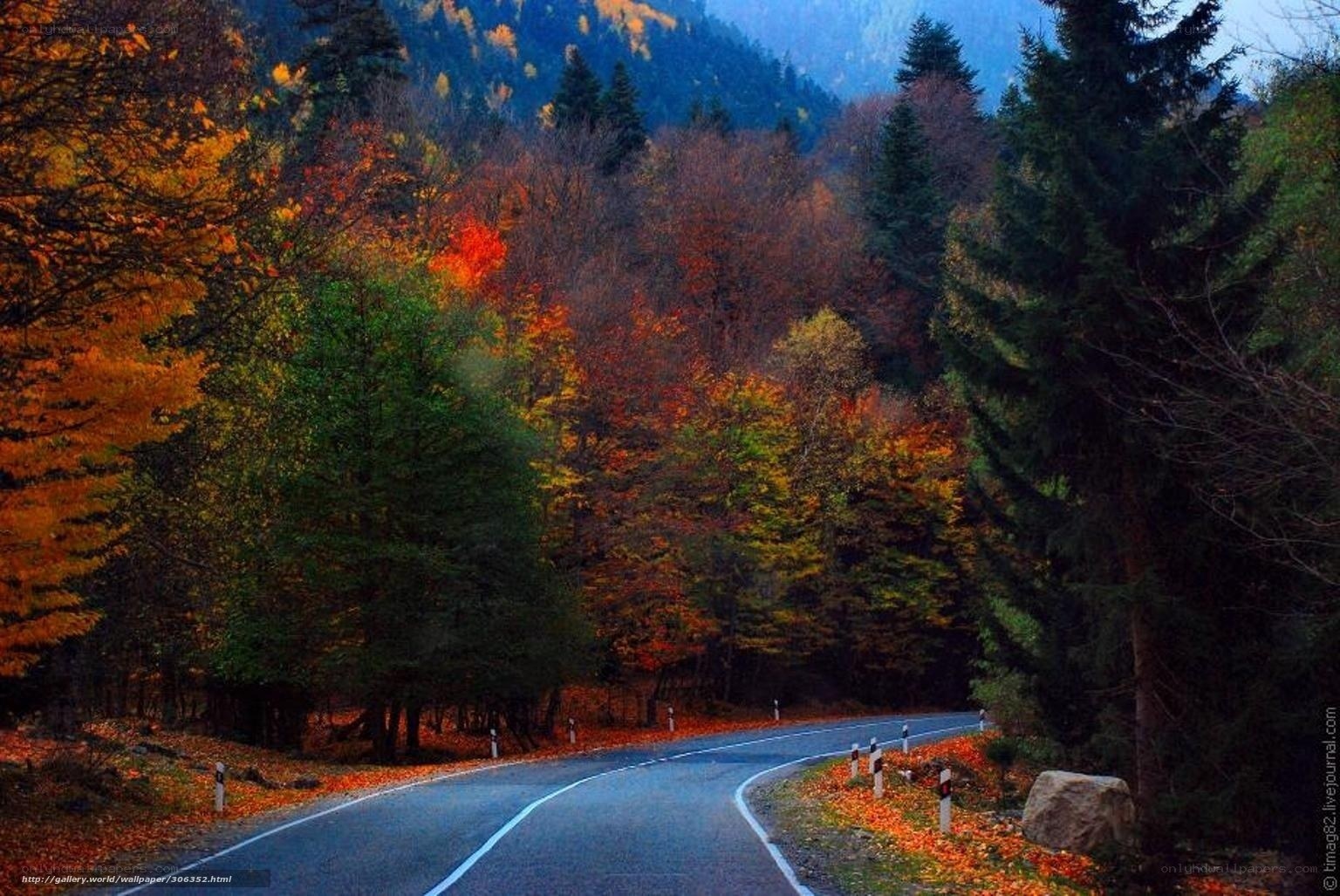 Autumn road through forest
