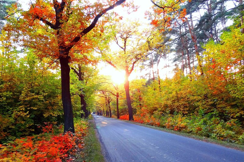 Autumn Road Through Forest — Orange, Serene, Photograph