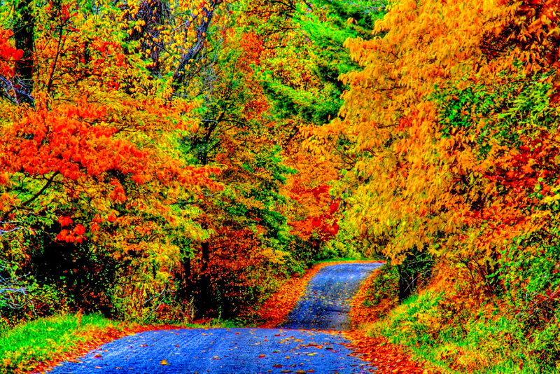 Autumn Road Through Forest — Orange, Serene, Photograph, Trees