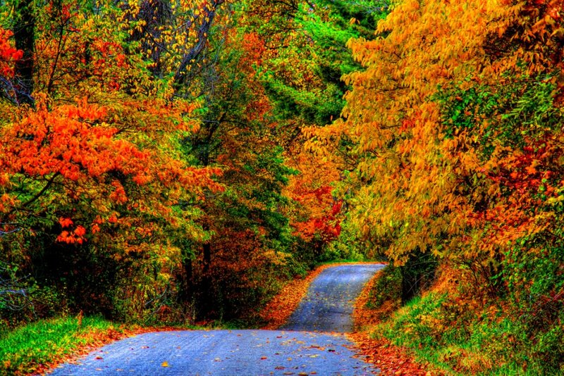 Autumn Road Through Forest — Orange, Serene