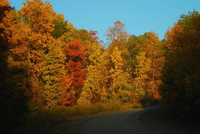 Autumn Road Through Forest — Orange