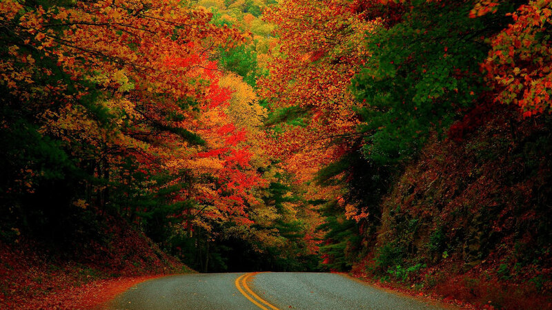 Autumn Road Through Forest — Red