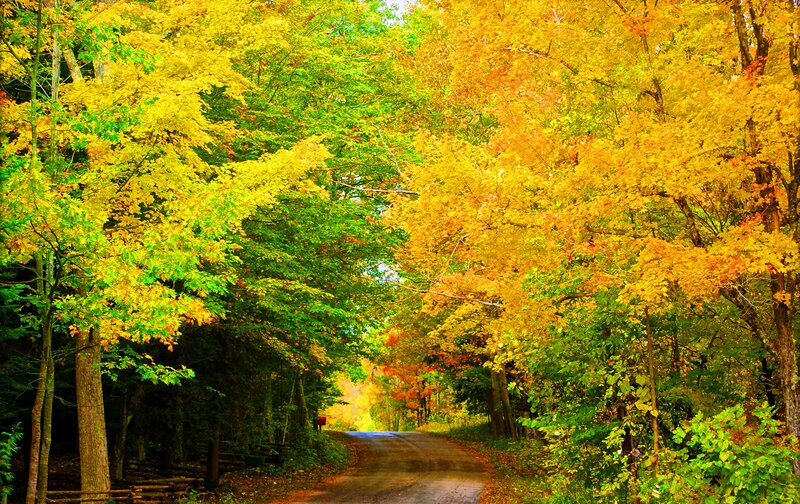 Autumn Road Through Forest — Yellow, Serene, Photograph