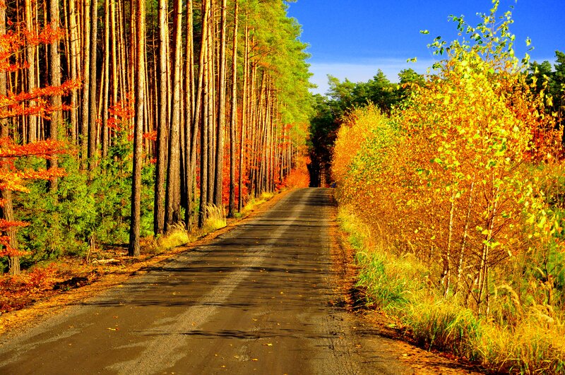 Autumn Road Through Forest — Yellow, Serene, Photograph, Trees, Sky